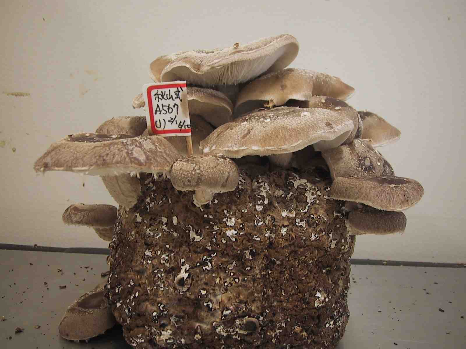 Japanease Shiitake Varieties's IGS1s 2